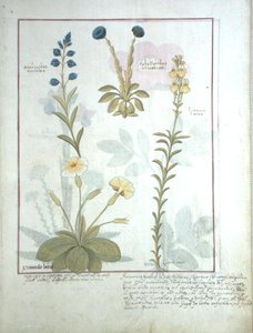 Bovenste rij: Onobrychis of Sainfoin, en Aphyllanthes. Onderste rij: Linaria Lutea, en Primula Veris of Sleutelbloem, illustratie uit Het Boek der Eenvoudige Geneesmiddelen door Mattheaus Platearius (d.c.1161) c.1470